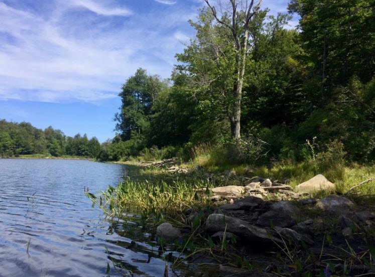 October Mountain State Forest, Massachusetts, USA